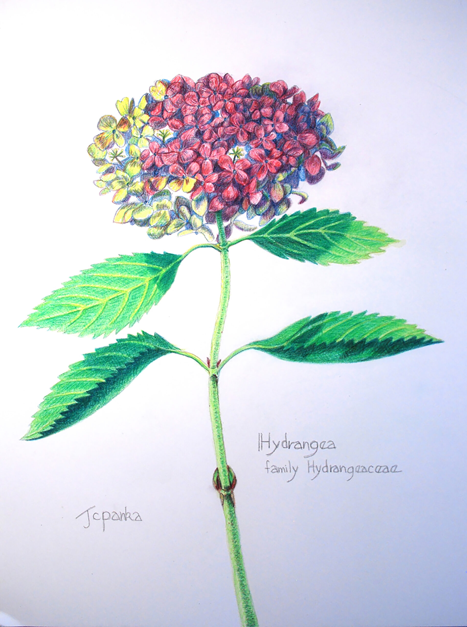 Magenta Hydrangea, JCPANKA
